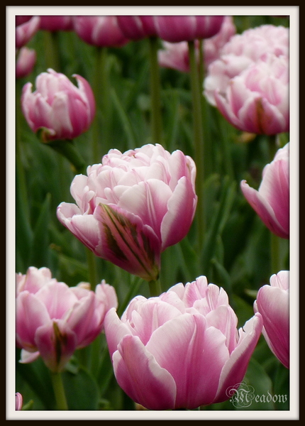 tulipany-vaclavske-namesti