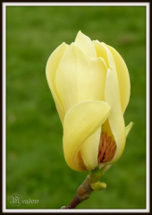 magnolia-yellow-bird-1