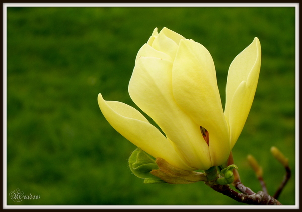 magnolia-yellow-bird-2
