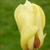 magnolia-yellow-bird-1