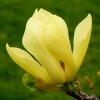 magnolia-yellow-bird-2