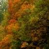 podzimni-duby