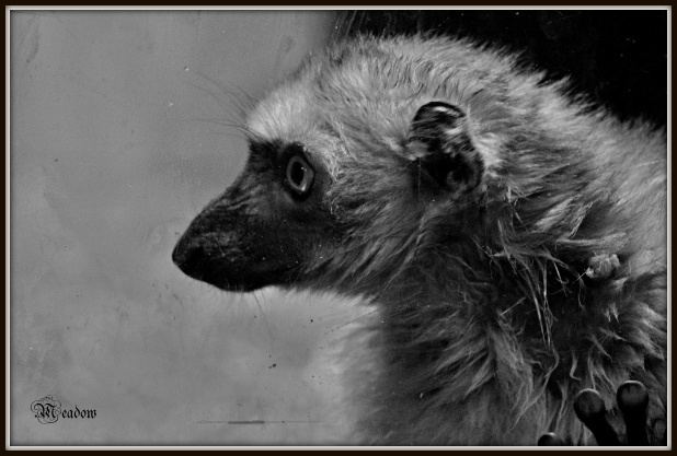 lemur sclateruv