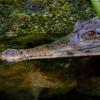 krokodyl stitnaty