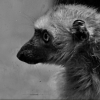 lemur sclateruv