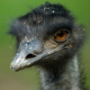 Emu australsky 1