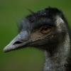 Emu australsky 2