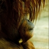 Orangutan