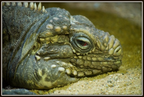 Leguan kubansky