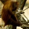 Orangutan sumatersky 1