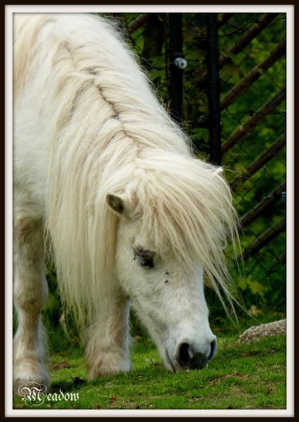 shetlandsky-pony