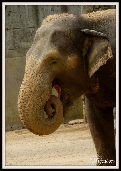 slonice-rani