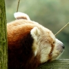 panda-cervena