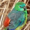 zoo-ptaci-barvy